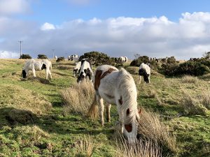 A Beautiful Autumn Afternoon On Bodmin Moor, Cornwall, UK