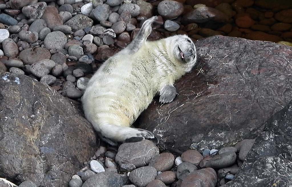 Seal Pups & Small Seal Colony, Cornwall, UK Super Cute! JV's Cornwall