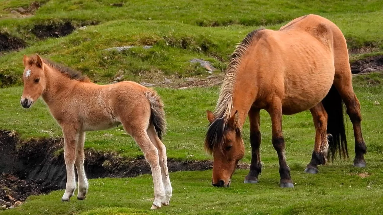 Horse Foal
