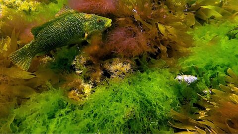 Battery Rocks Featured