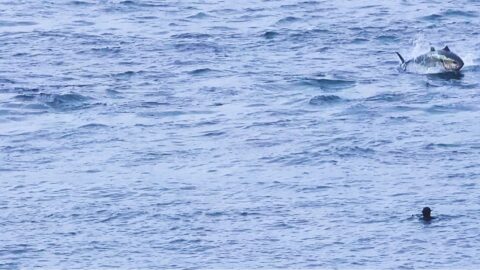 Snorkellers and Tuna