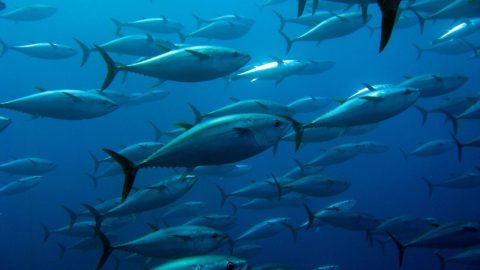 Bluefin Tuna