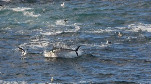 Bluefin Tuna